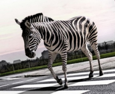 Zebra crossing